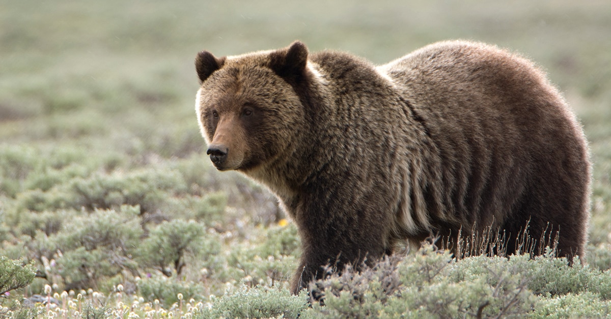 Wyoming Approves First Grizzly Bear Hunt | onX