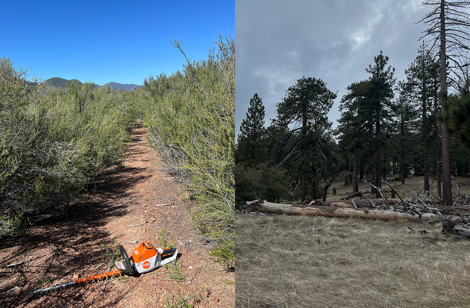 Sage Trail Alliance clearing blowdowns and widening overgrown trails. Before and After 