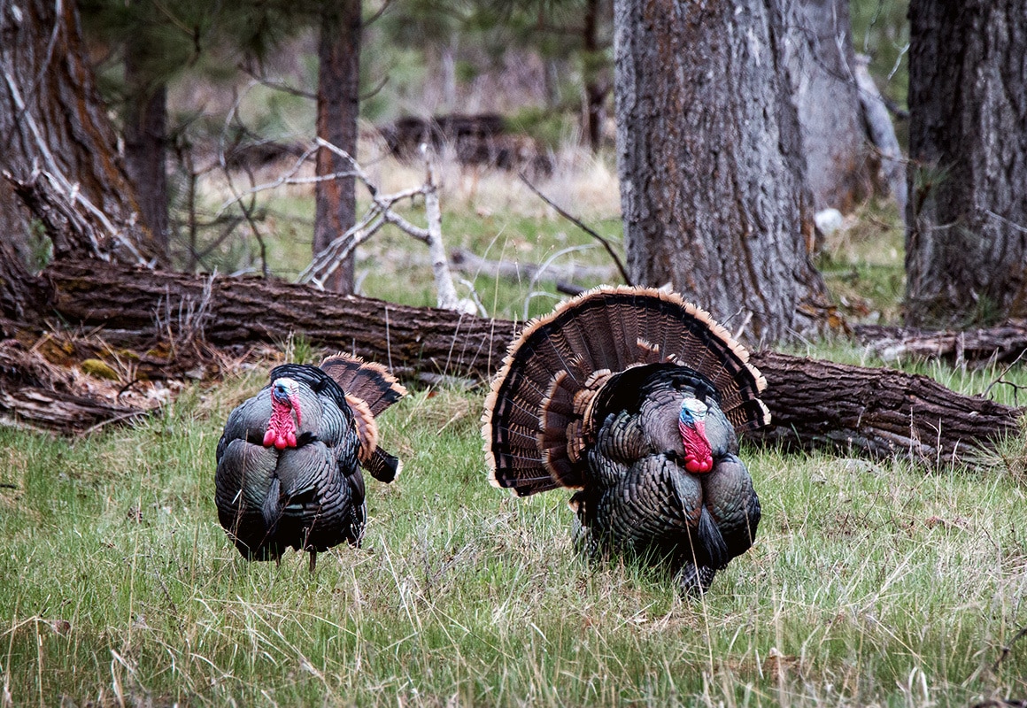 Turkey Call Girls