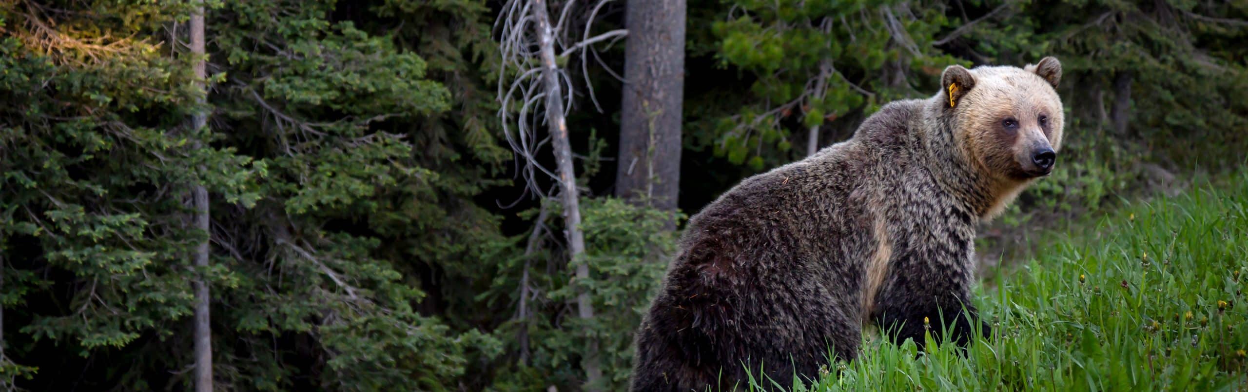 Grizzly Bear Hunt Postponed 2 Weeks by Federal Judge | onX