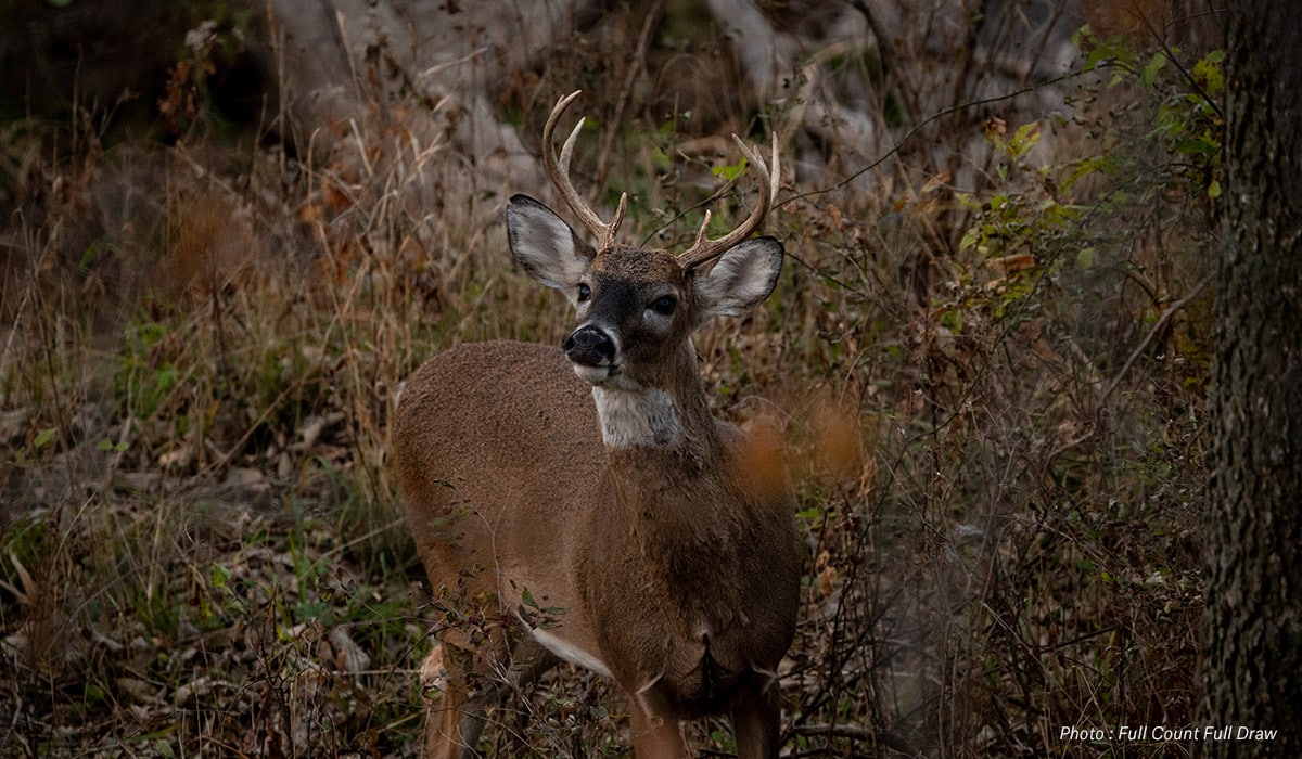 Hunt the Southern Rut onX Hunt