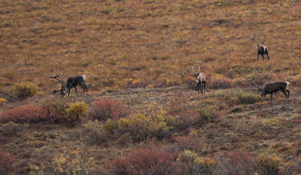 Above the Circle: DIY Alaska Caribou Hunt | onX Hunt