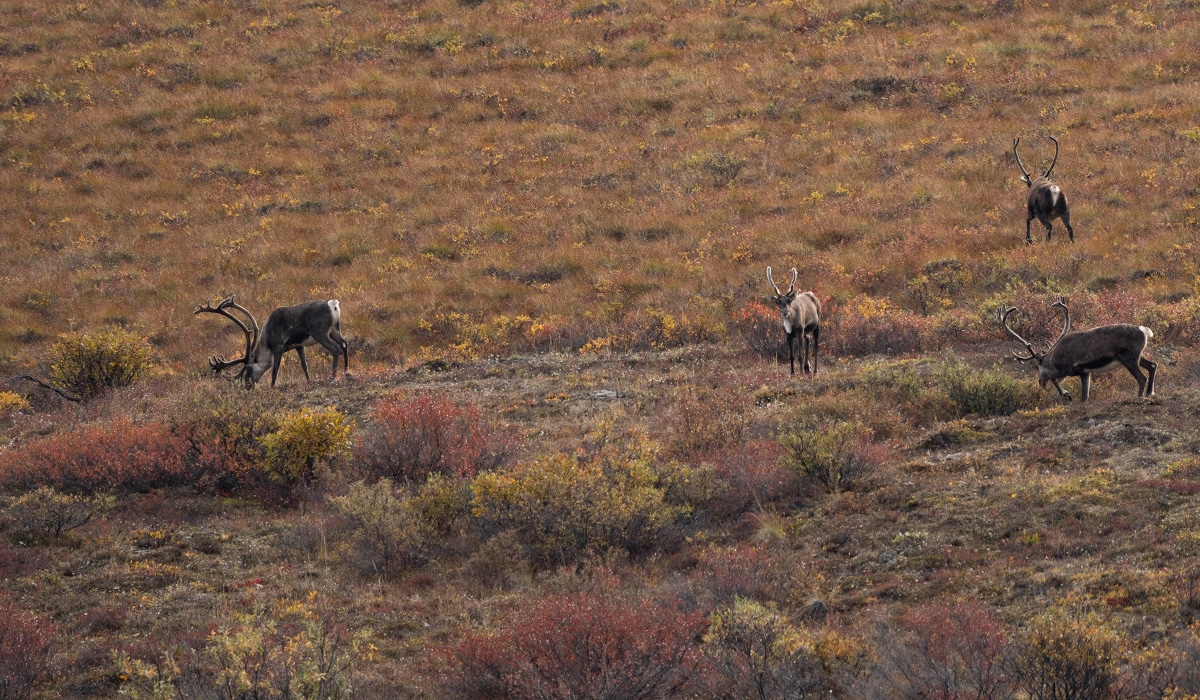 Above the Circle: DIY Alaska Caribou Hunt | onX Hunt