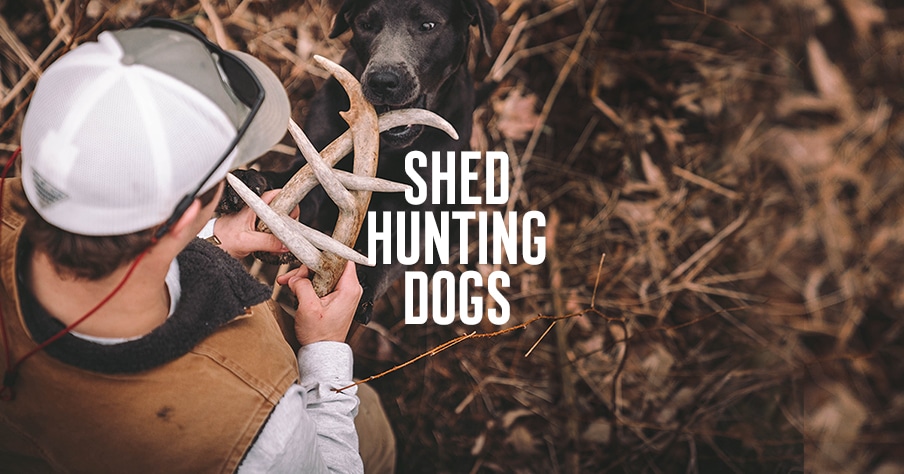 what hunting dogs shed the least