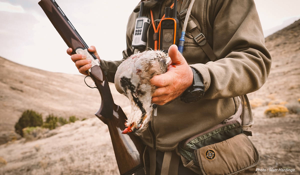 Chukar hunting in Idaho.