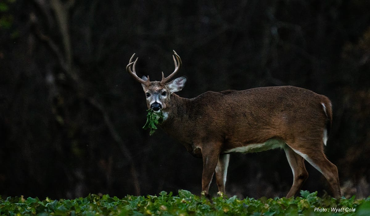 The Best Hunting Times onX Hunt