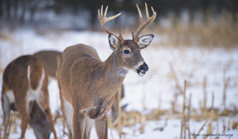 Rhode Island Hunting Zones - Maps, Regulations & Land Access