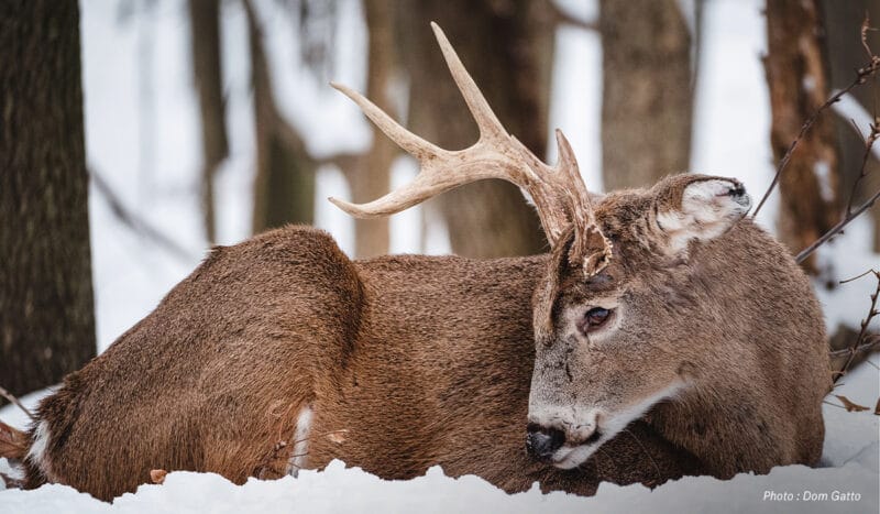 Hunting Scent Control: Does It Even Matter? | onX Hunt