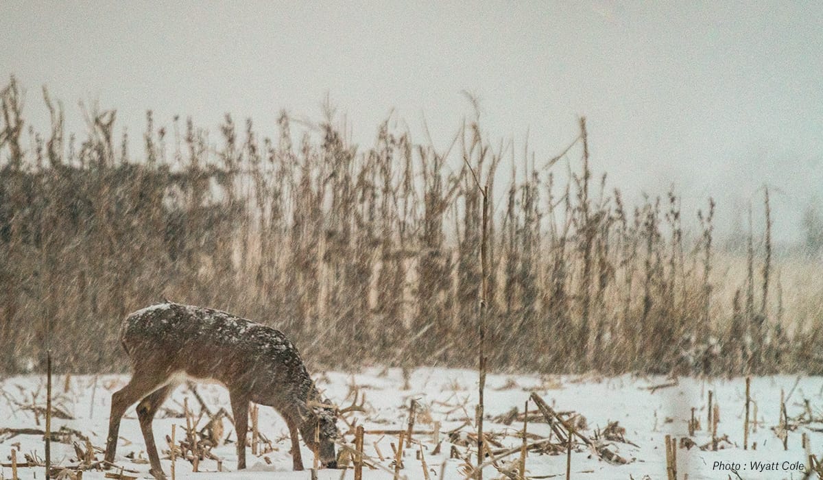 onX Whitetail Report: Winter Die-Off for Whitetails