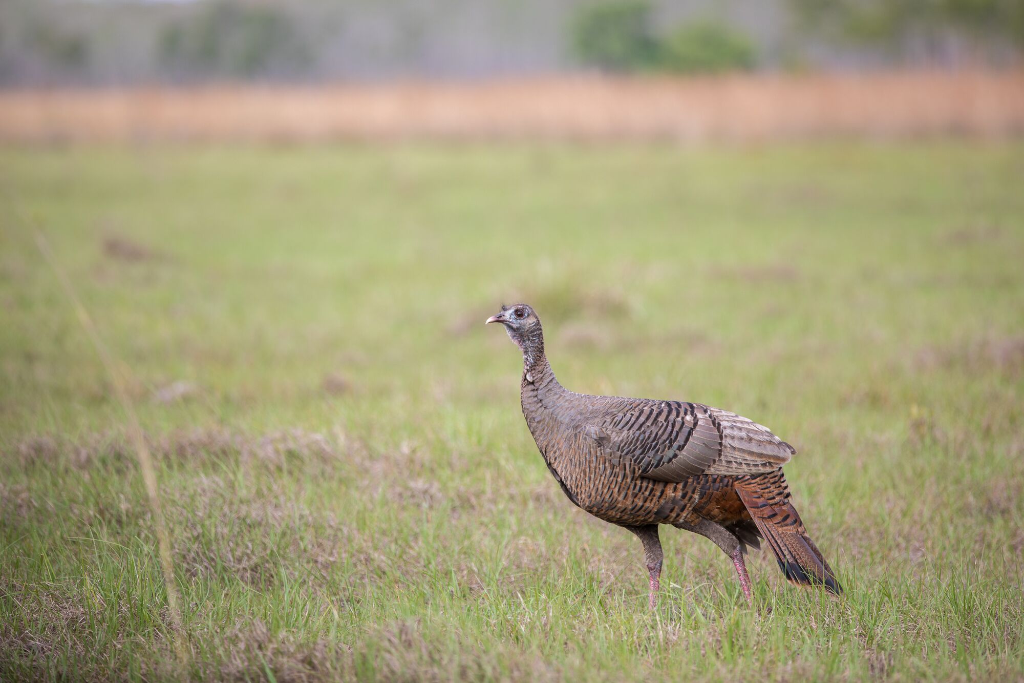 Understanding Turkey Behavior Patterns | onX Hunt