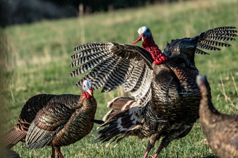 Understanding Turkey Behavior Patterns | onX Hunt