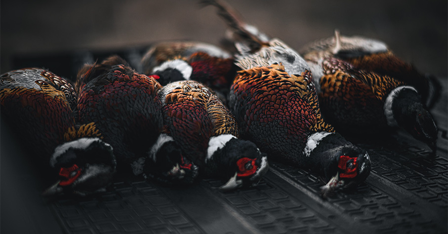 The Complete Guide to Public Land Pheasant Hunting - Gun Dog