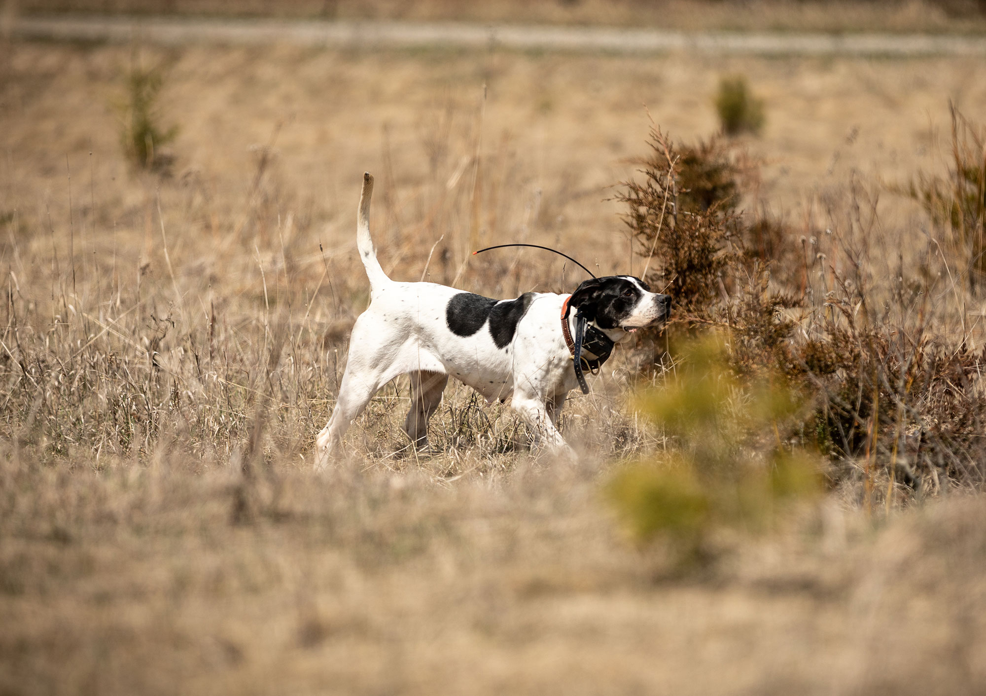 Hunt Dog Training by Upland Institute | onX Hunt Elite Benefit