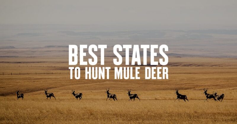 Best States to Hunt Mule Deer - onX Hunt