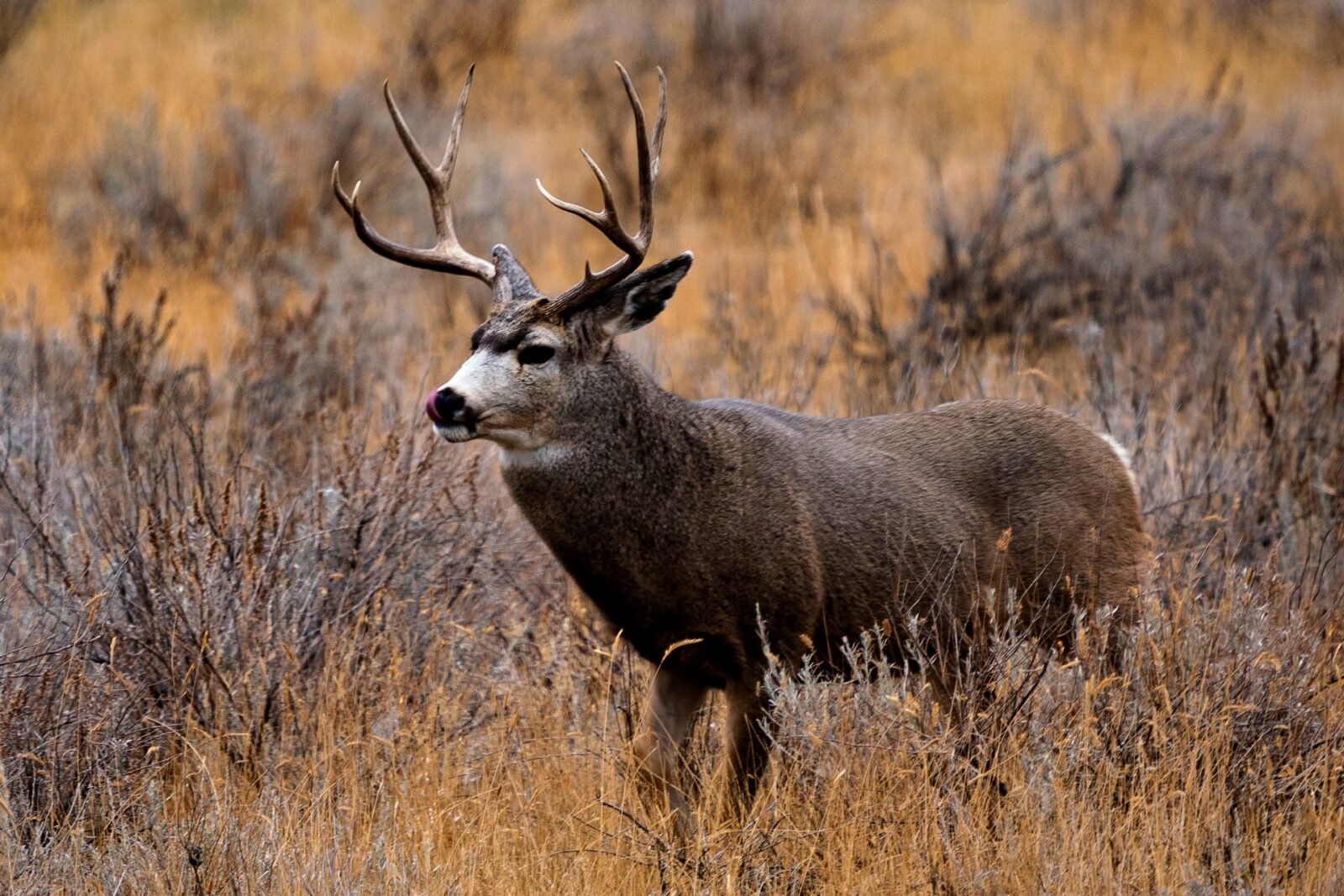 Biggest Bucks of the Year: 23 Huge Whitetail Deer and Muleys