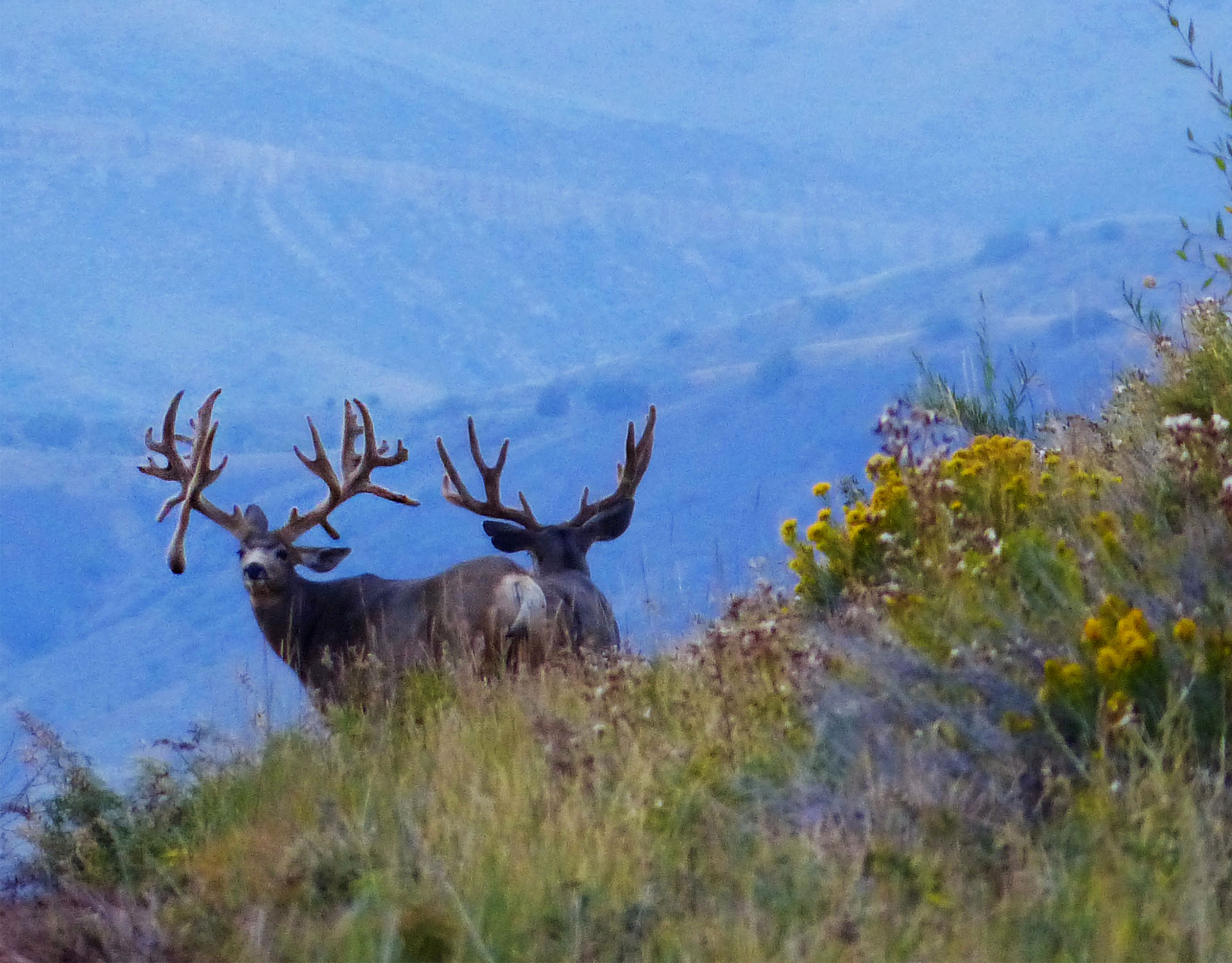 Best In The West: Coveted Hunting Tags For Western States | OnX