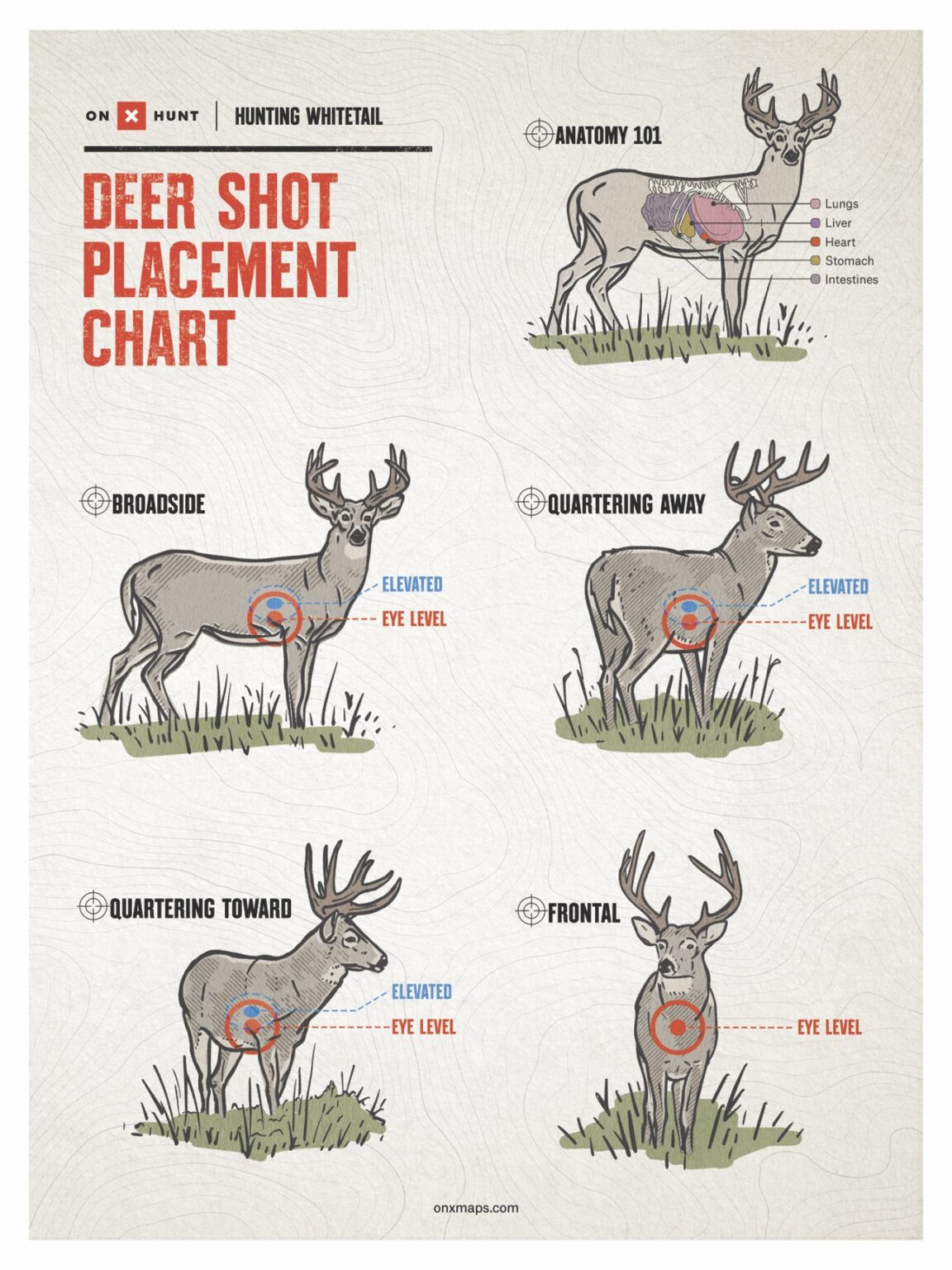 Where To Shoot A Deer Free Deer Shot Placement Chart OnX Hunt