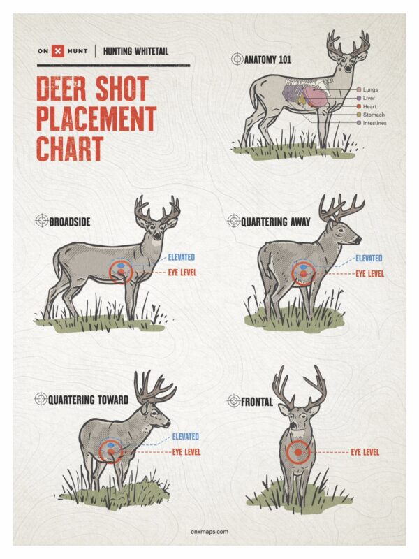 Where To Shoot A Deer Ultimate Shot Placement Guide Chart OnX Hunt