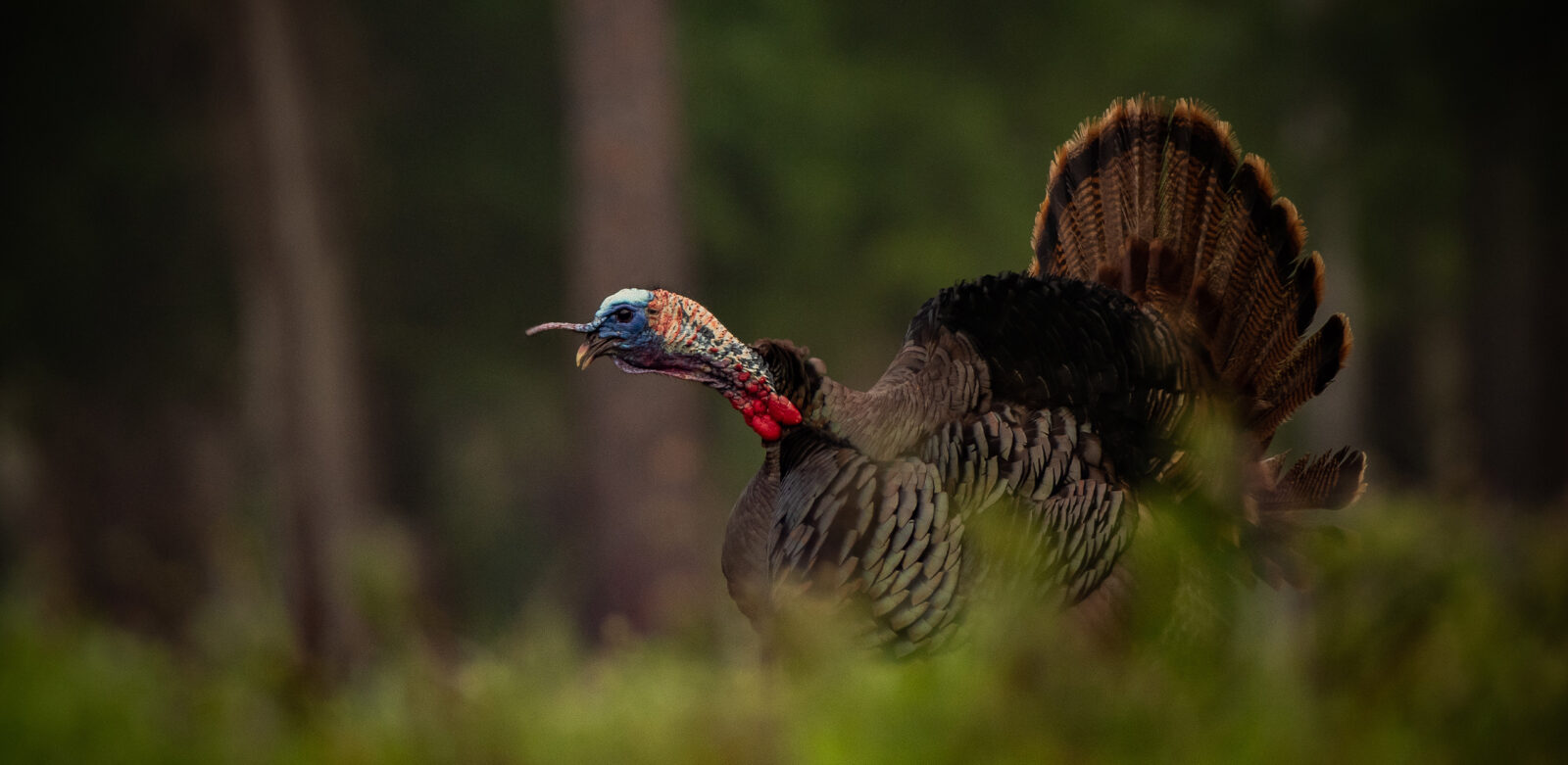 Will Wild Turkey Hunting Be Better in 2022  Field  Stream