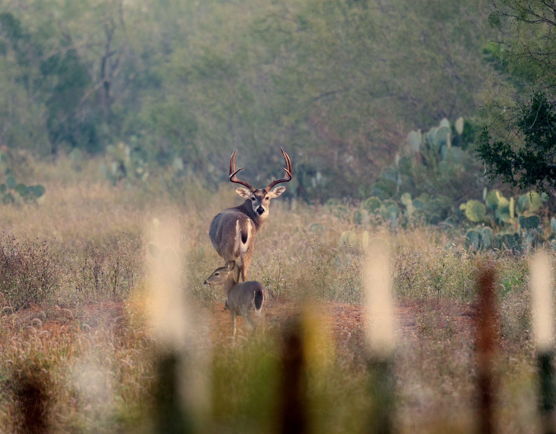 Hunting Deer in Texas Guide When, Where, and How onX Hunt