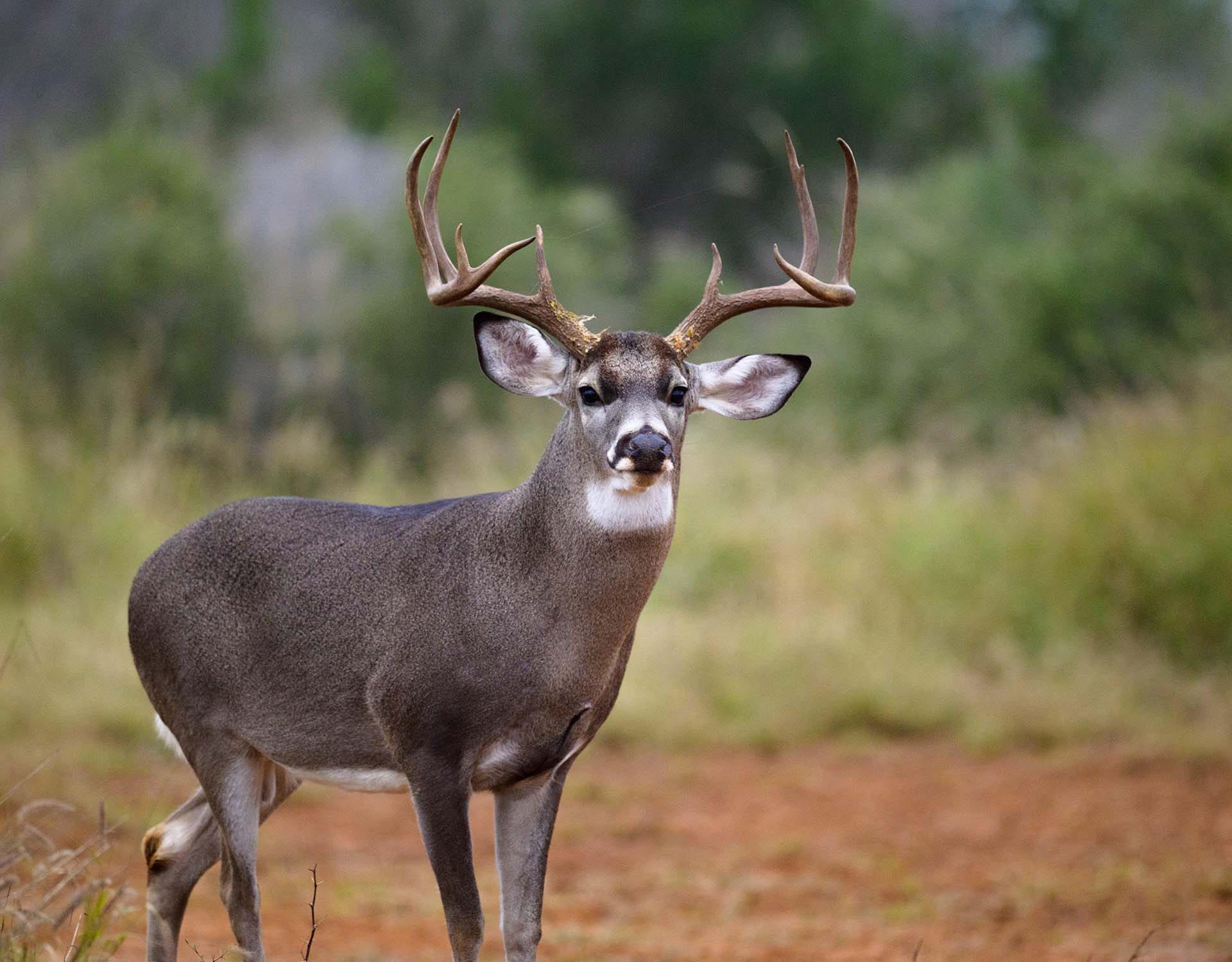 Hunting Deer in Texas Guide When, Where, and How onX Hunt