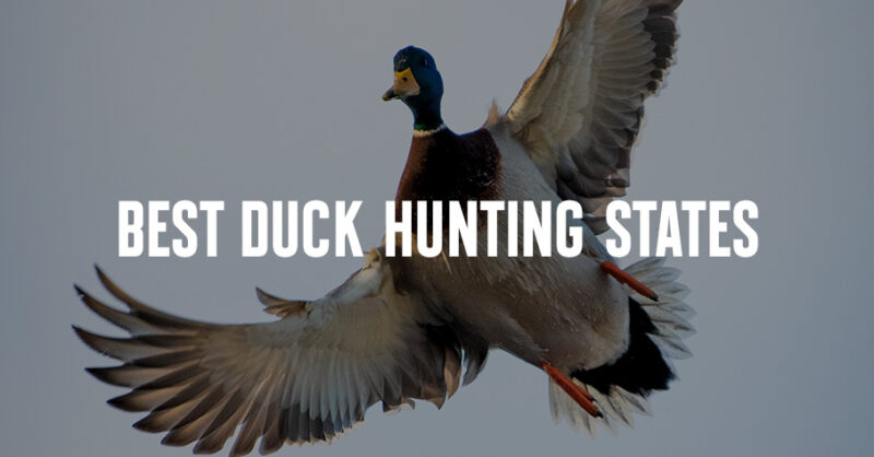 A mallard duck in flight. "Best Duck Hunting States" is overlaid.