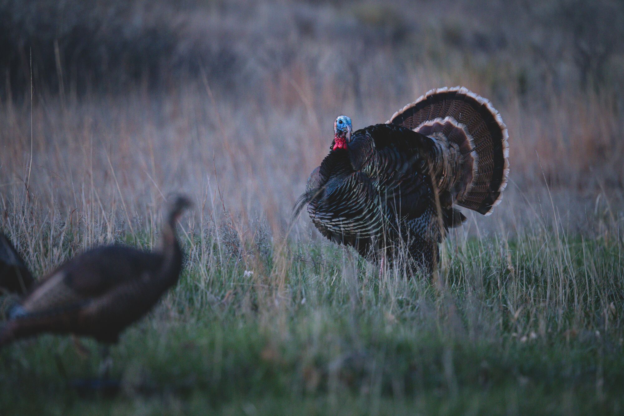 Turkey Hunting Series | OnX Hunt Masterclasses