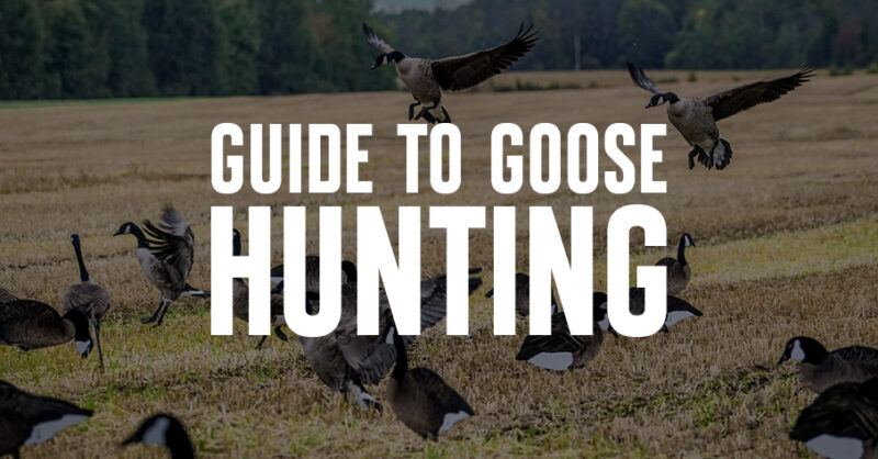 Geese in a field with "Guide to Goose Hunting" overlaid.