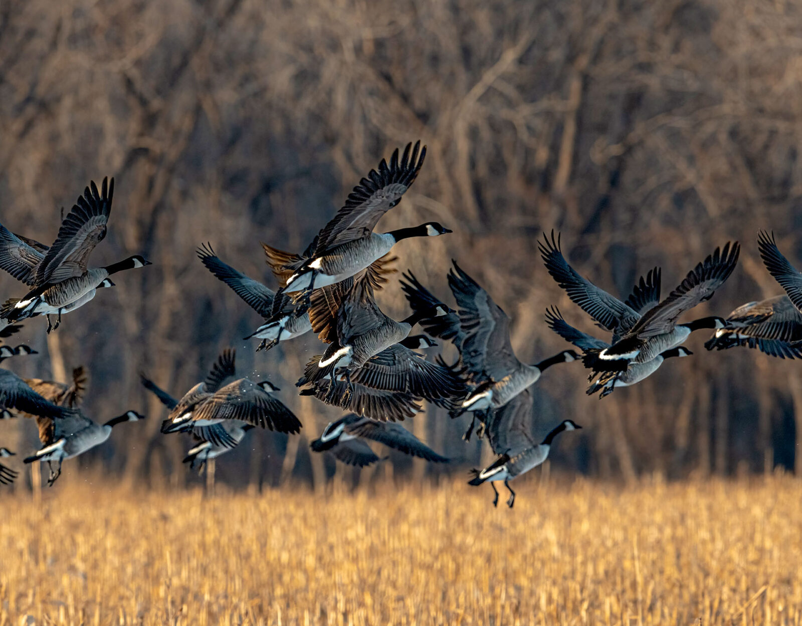 A flock of Canada geese takes flight. 