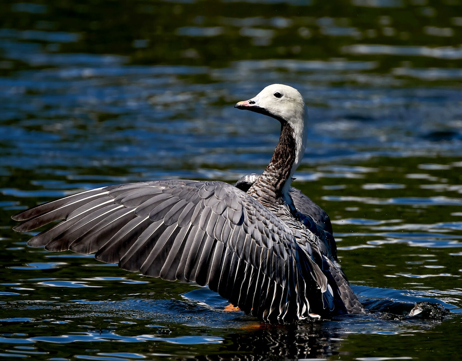 An emperor goose flaps its wings in water. 