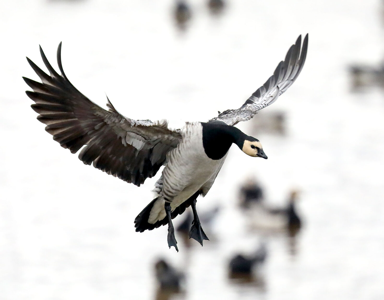 A barnacle goose landing. 