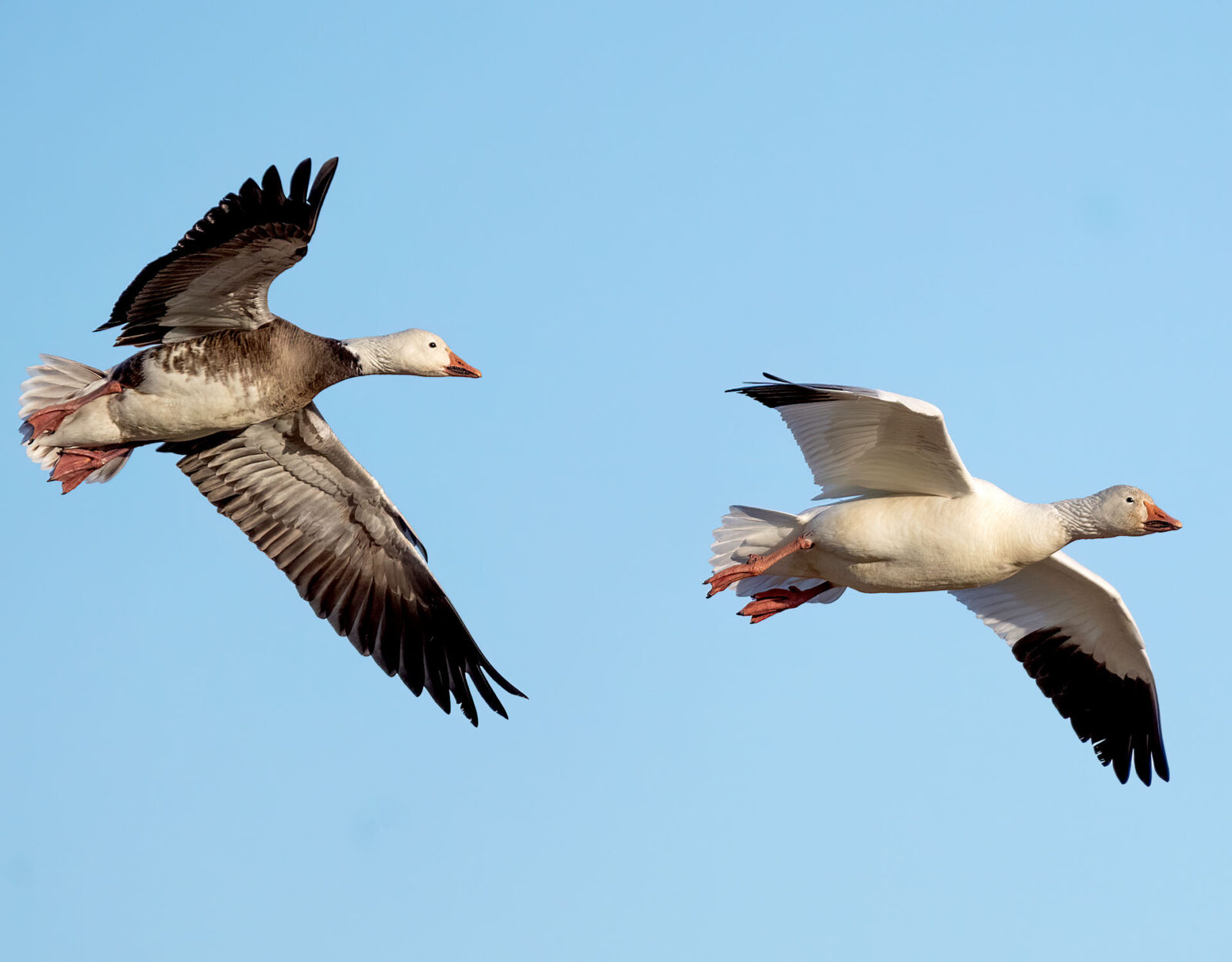 A blue morph and white morph snow goose fly across blue skies. 