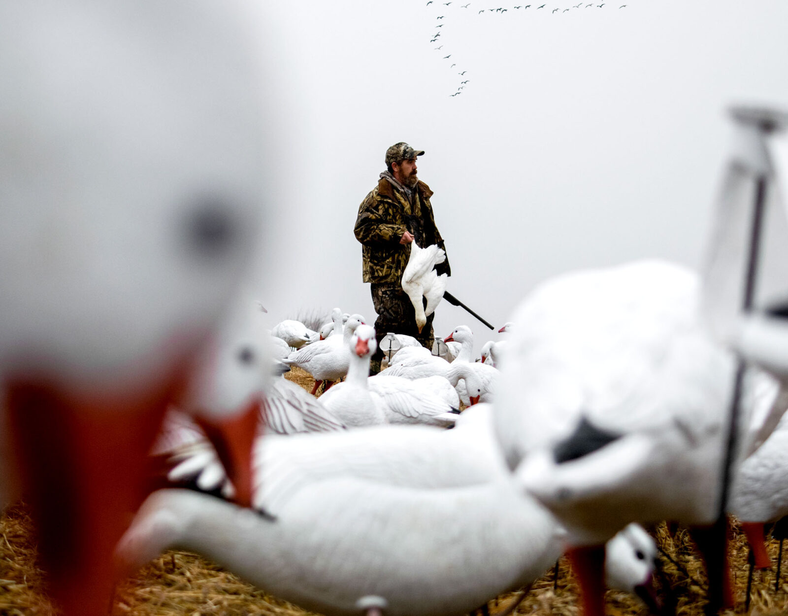 A hunter stands amid a field of snow goose decoys. 