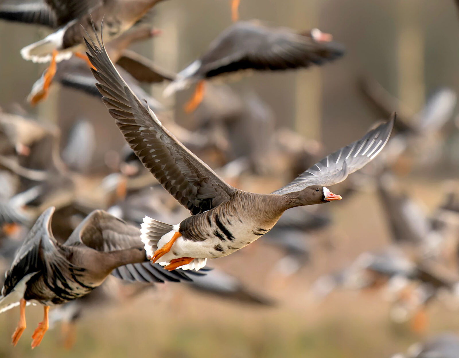 A flock of greater white-fronted geese. 