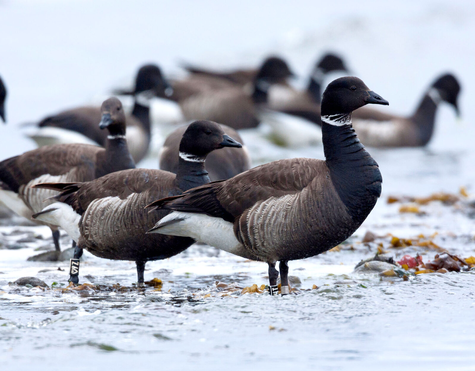 A flock of Brant geese. 