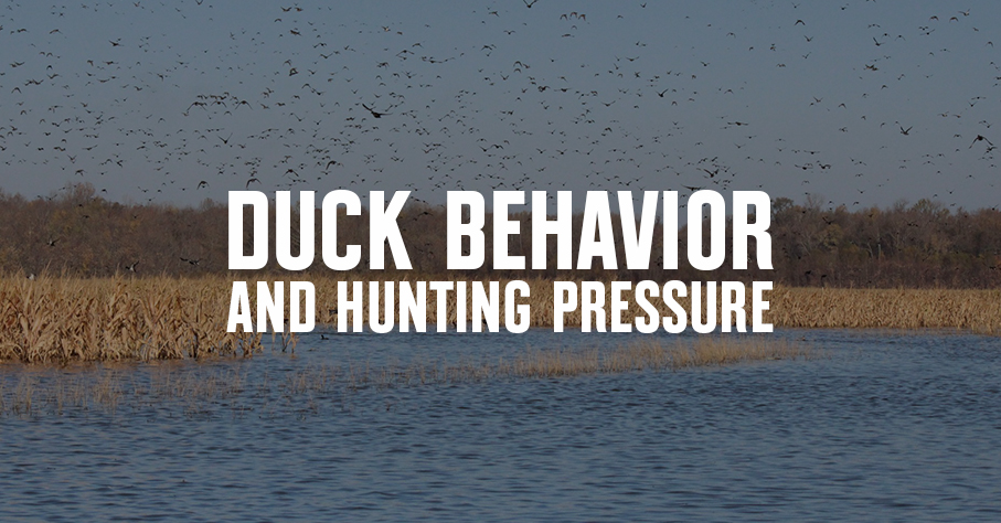 Mallard ducks with text reading "Duck Behavior and Hunting Pressure."