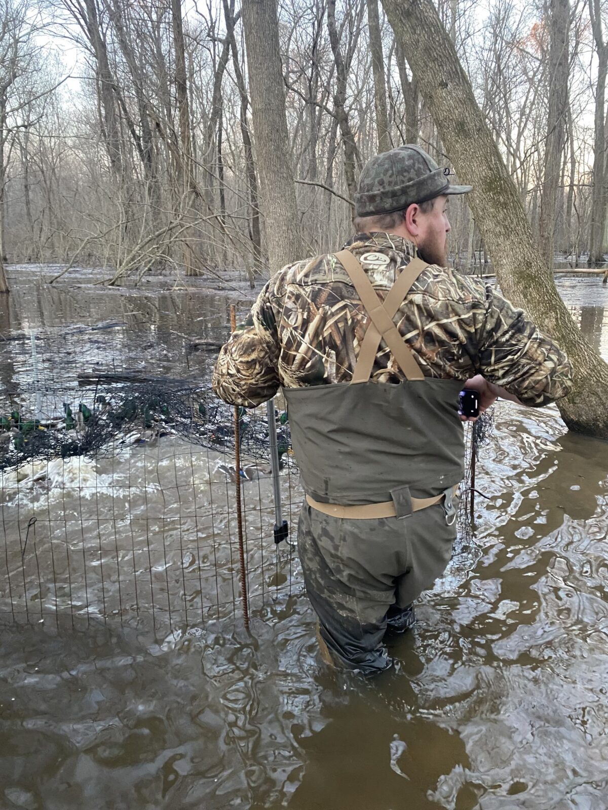 A scientist works to capture ducks for a study.