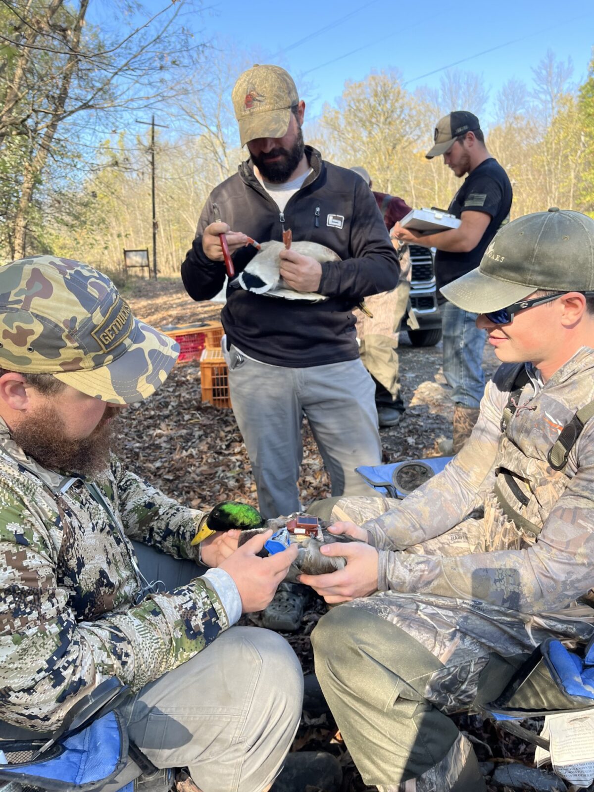 The Cohen Lab team fit a mallard with a GPS transmitter. 