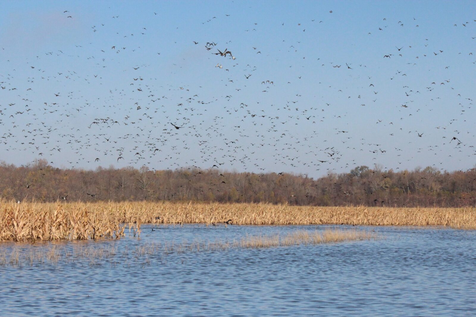 Mallards take flight in the Mississippi Alluvial Valley.