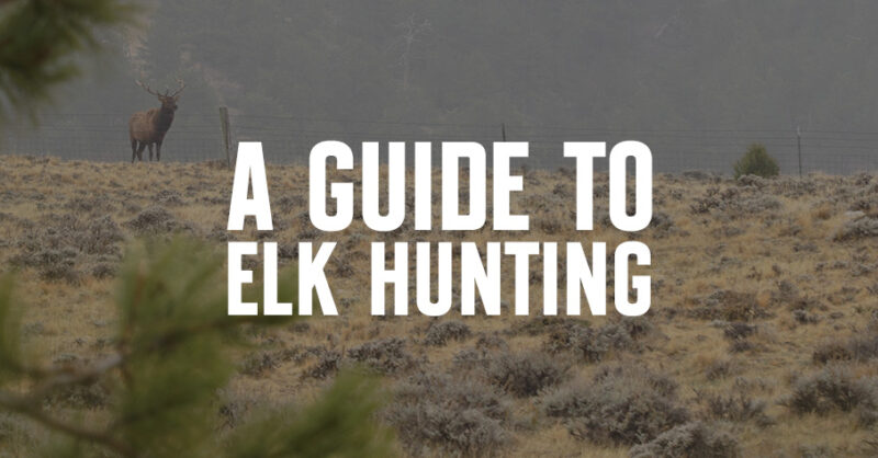 An elk stands in a meadow. "A Guide to Elk Hunting" is overlaid.