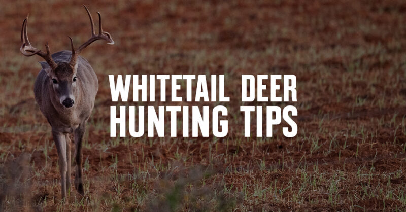 A whitetail deer in a field with "Whitetail Deer Hunting Tips."
