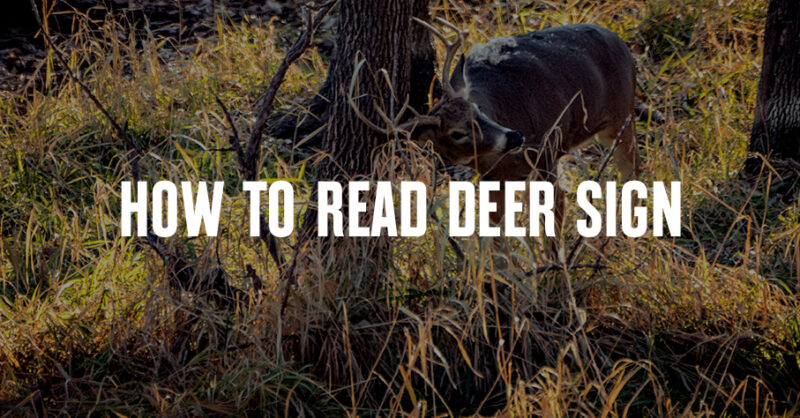 A deer rubbing its antler on a branch. "How To Read Deer Sign" is overlaid.