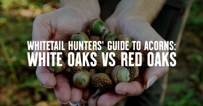 Hands holding acorns with "Whitetail Hunters' Guide to Acorns: White Oaks vs Red Oaks."