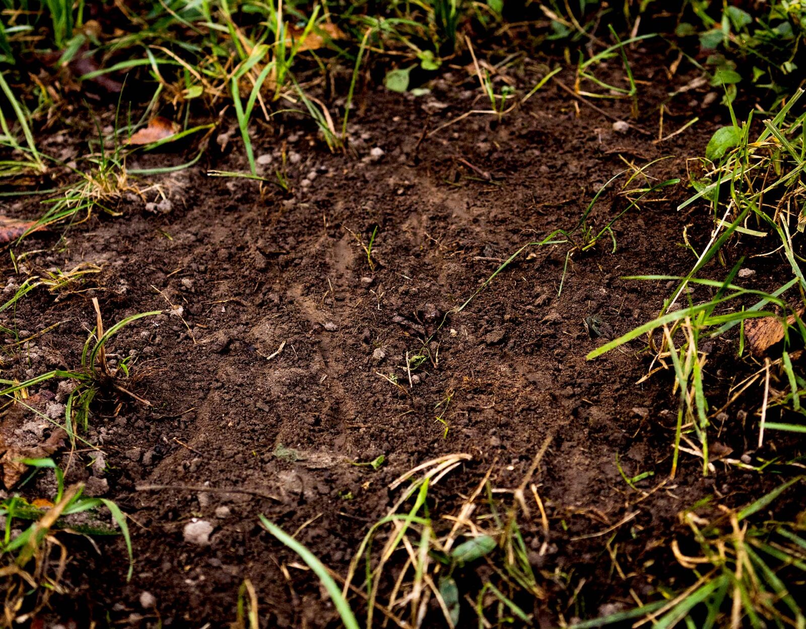 A deer scrape in the dirt. 