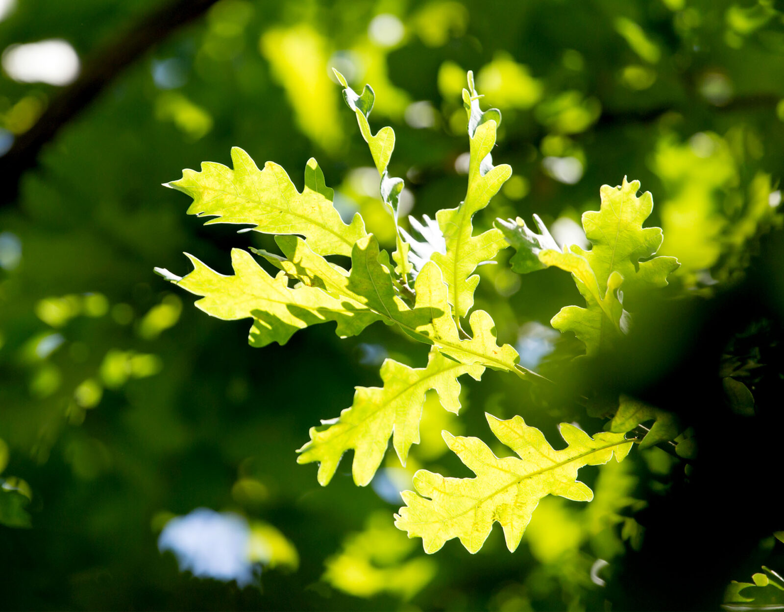 White oak leaves.