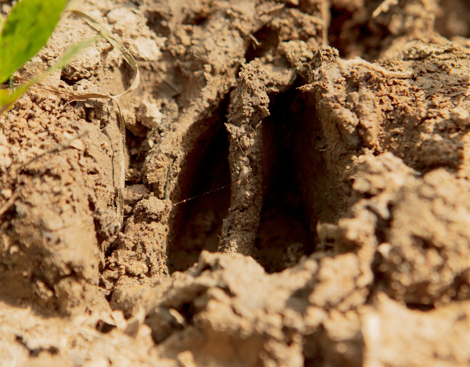 A deer track in the dirt. 