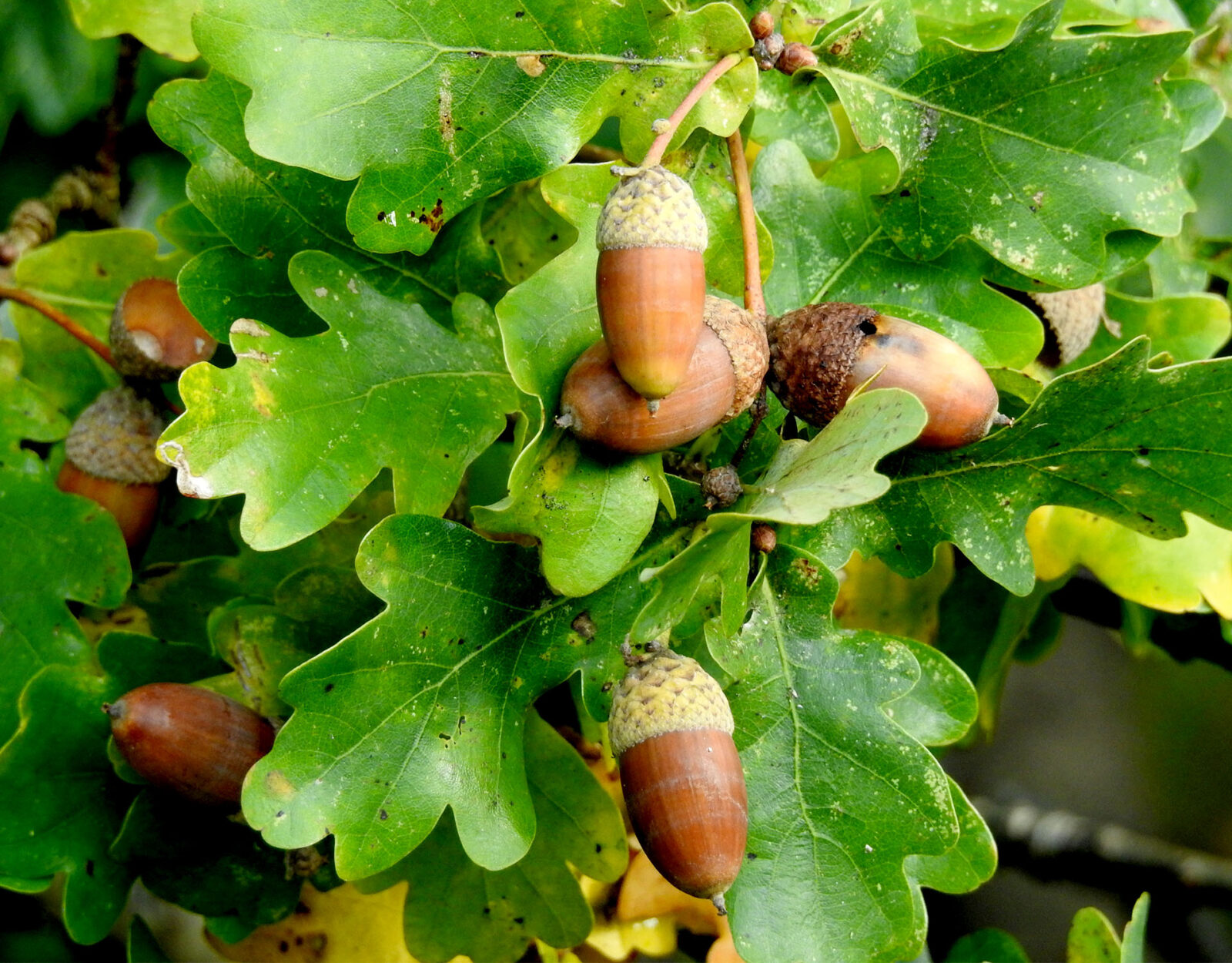 White oak tree acorns.