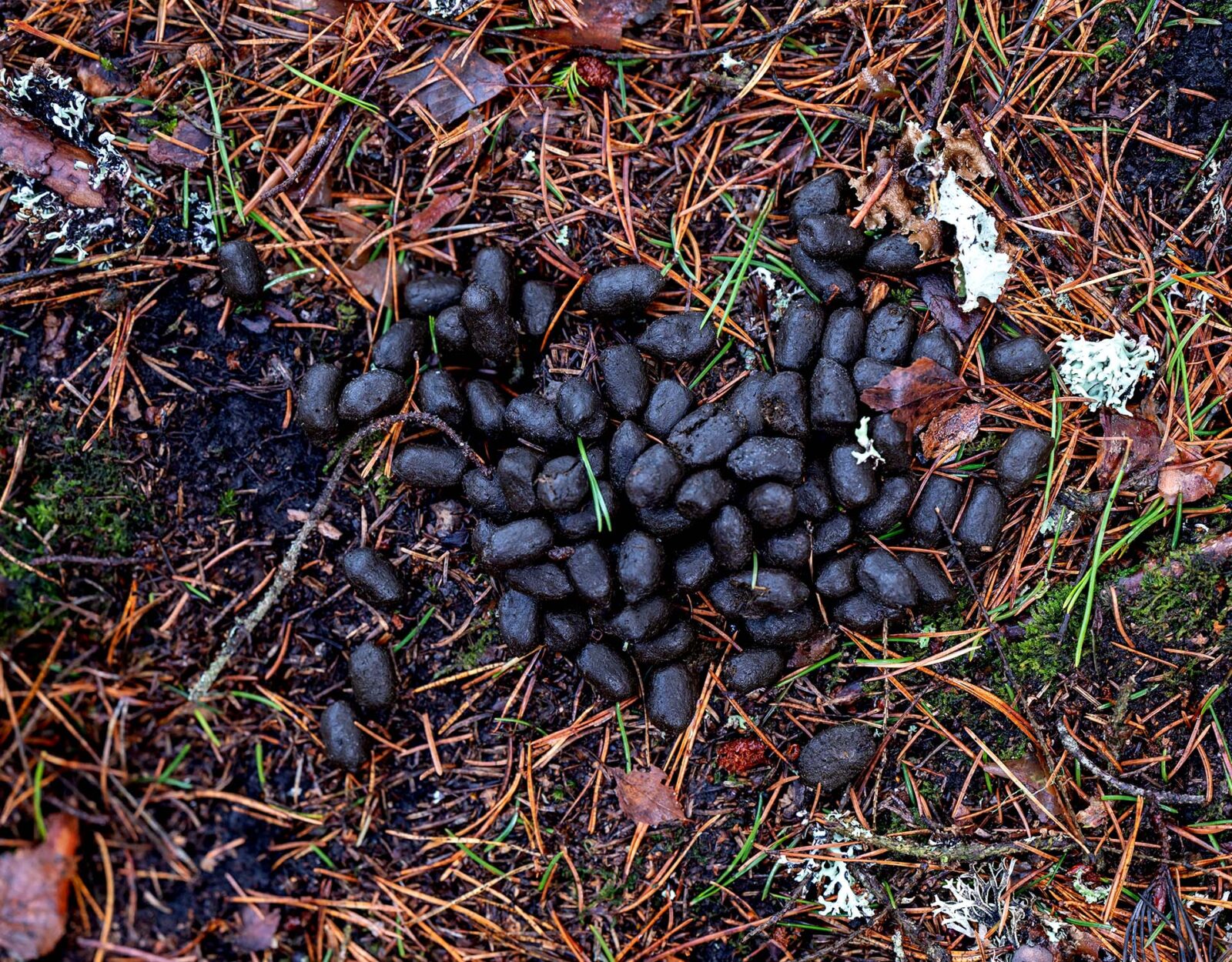 Deer scat on top of pine needles. 