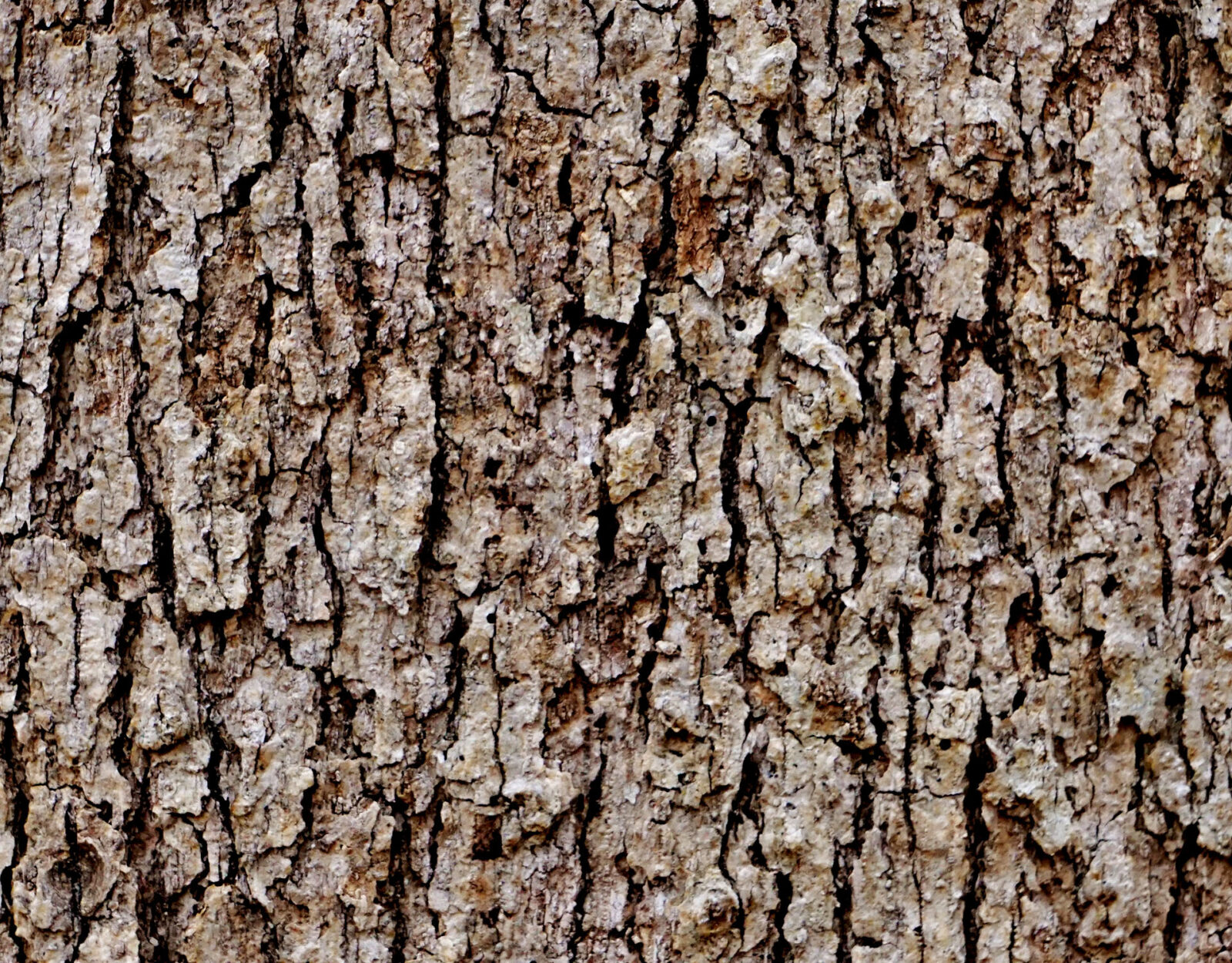 White oak tree bark.