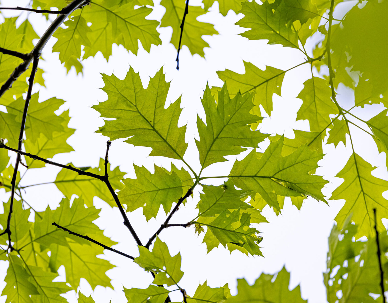 Red oak leaves.